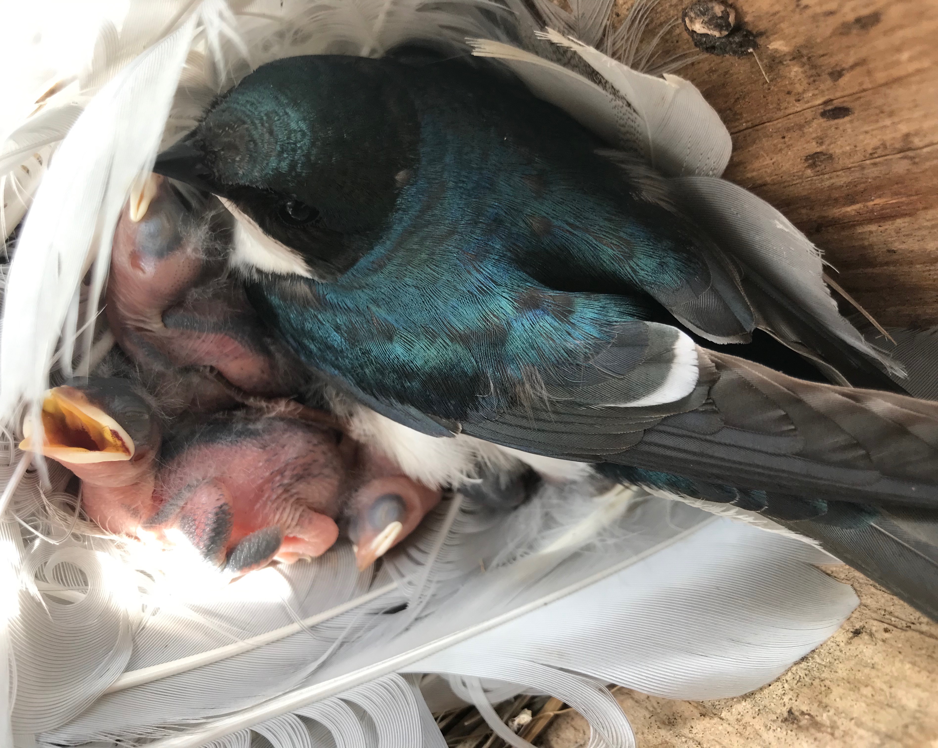 Tree Swallow - photo credit: Ryan Young