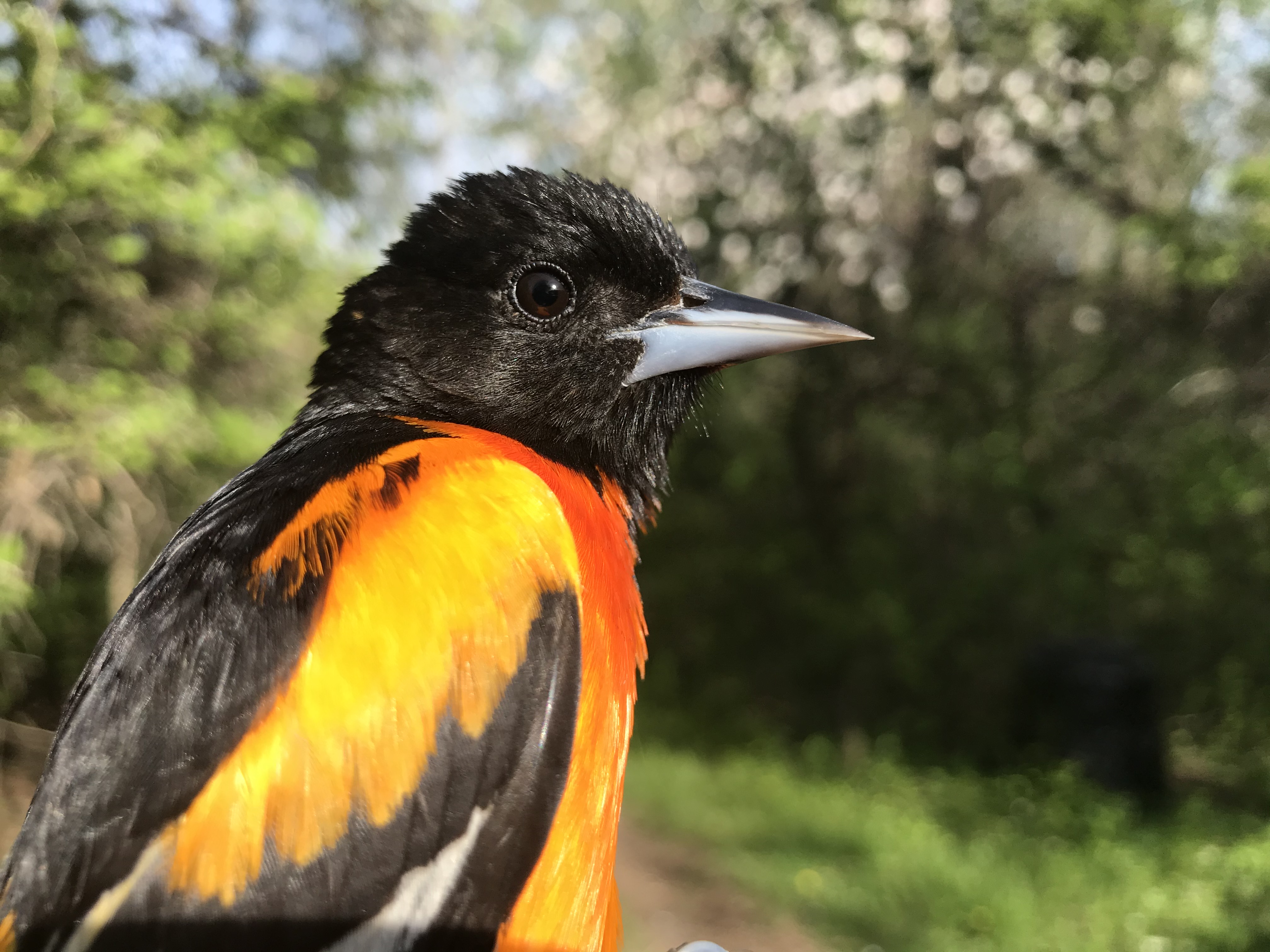 Baltimore Oriole at the McGill Bird Observatory - photo credit: Ryan Young