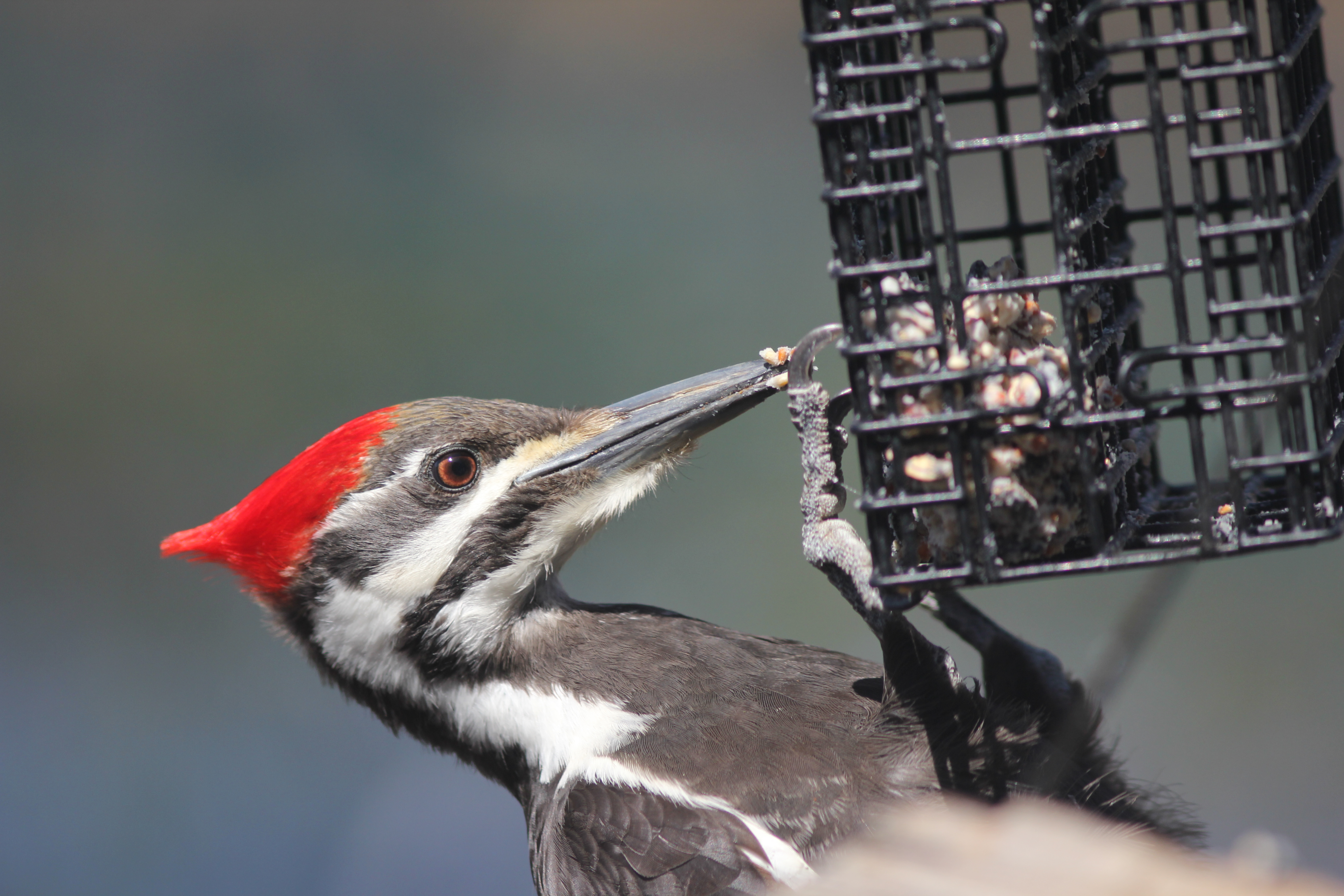 Pileated Woodpecker - photo credit: Ryan Young