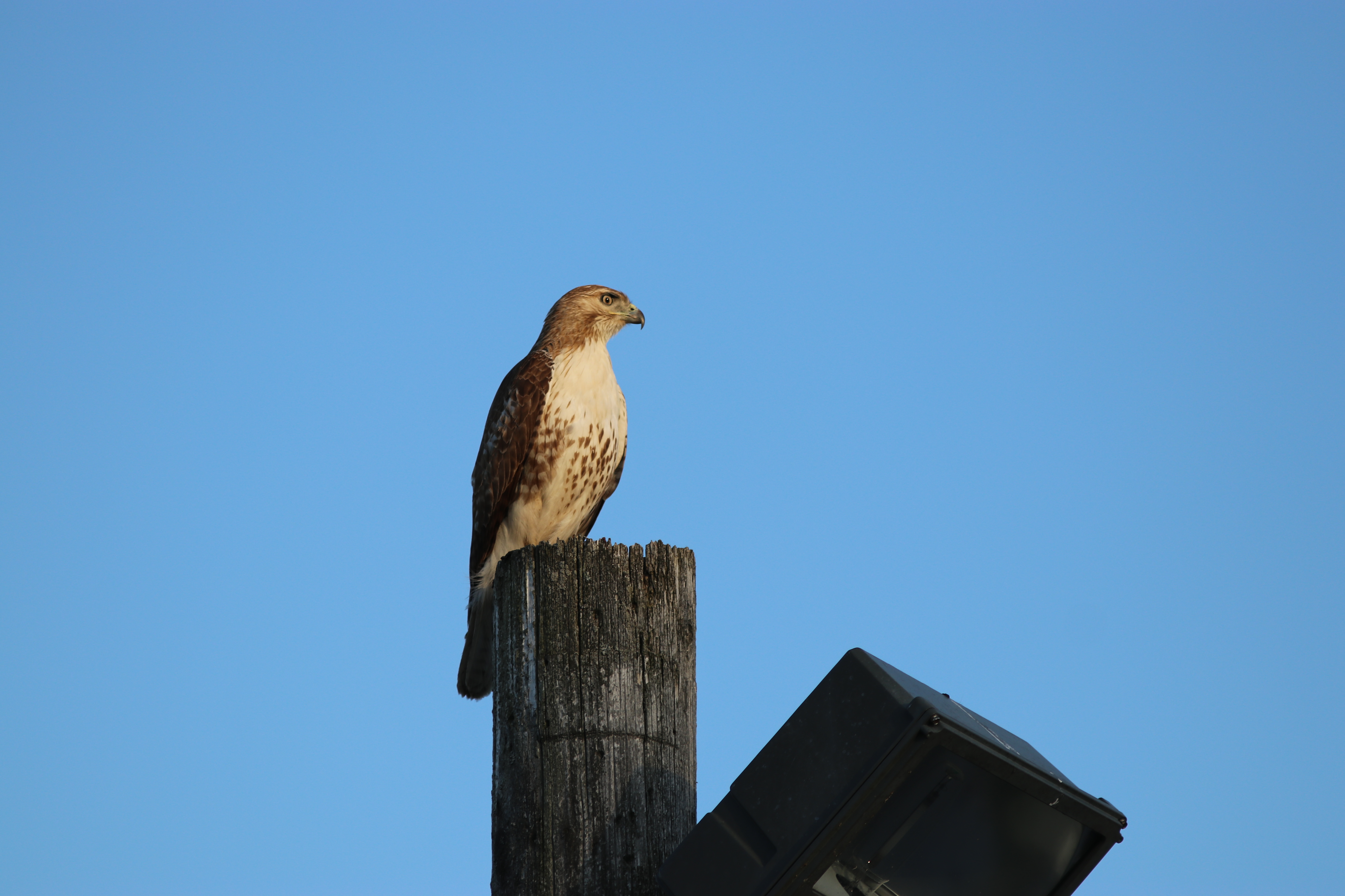 Red-Tailed Hawk - photo credit: Ryan Young