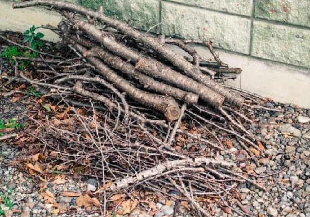 Collecte des branches 