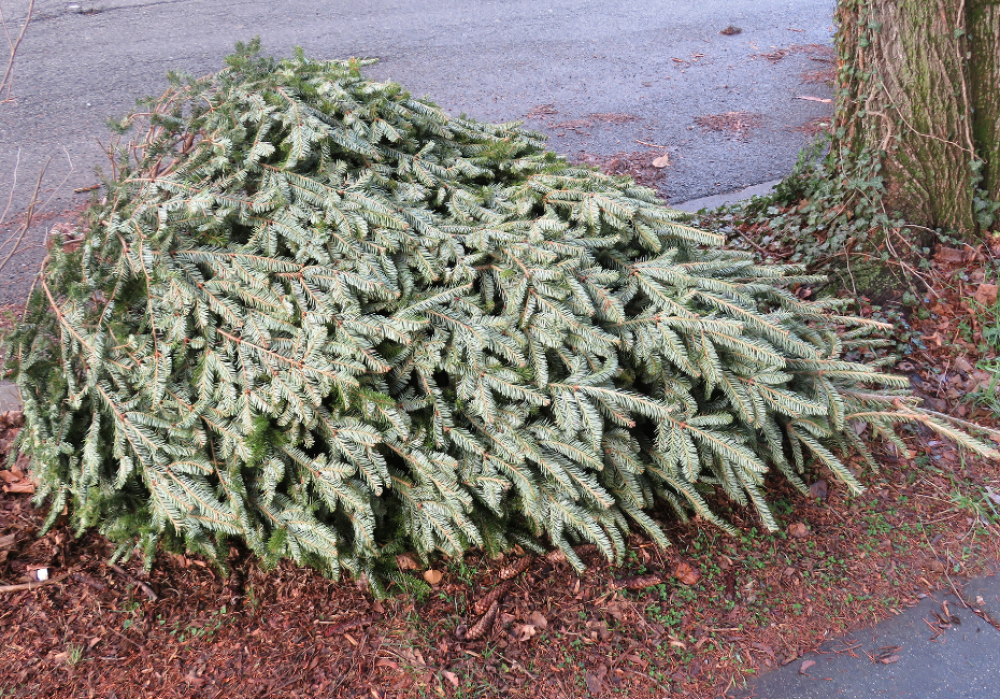 Collecte des sapins de Noël