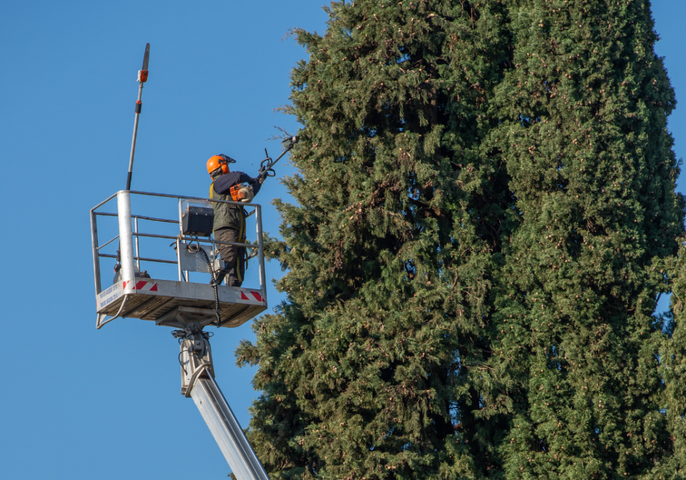 L’élagage sanitaire des arbres de la Ville