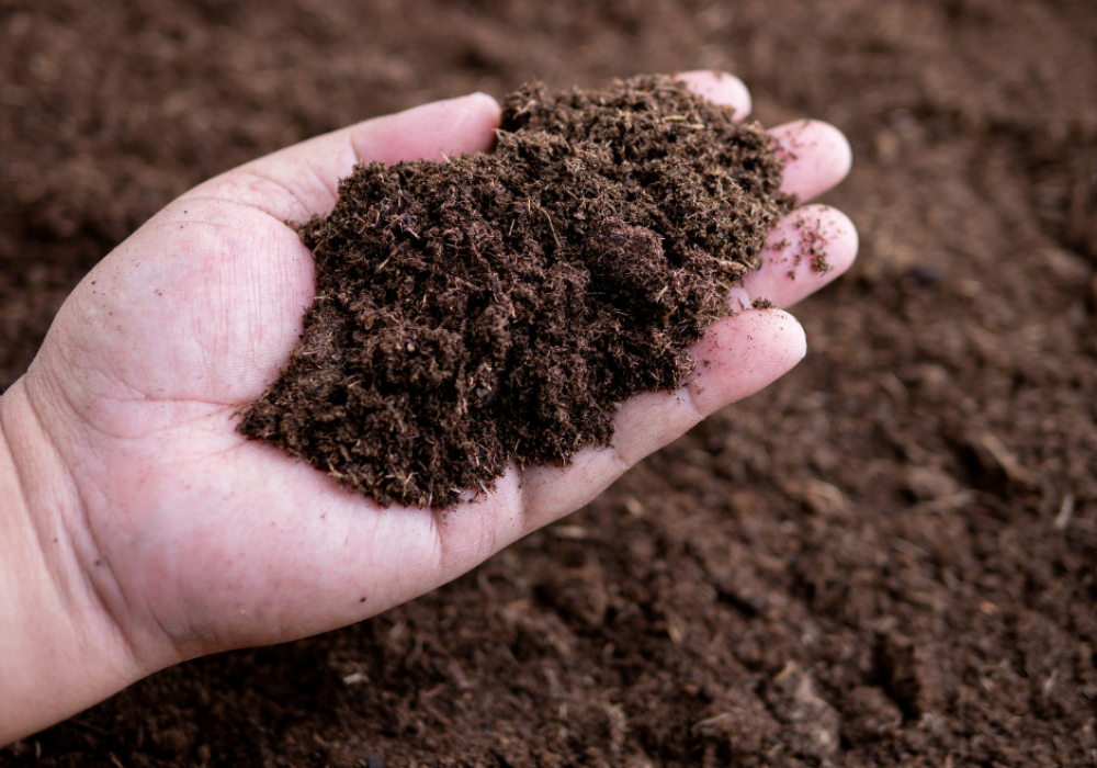 Distribution gratuite de compost